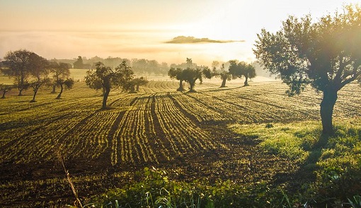Italian olive groves in the sunset Italian olive groves in the sunset